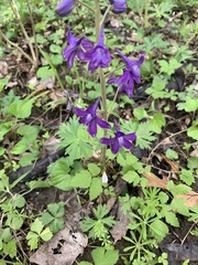 Delphinium tricorne