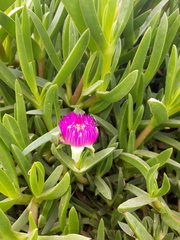 Carpobrotus