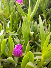 Carpobrotus