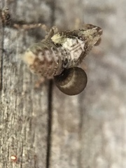 Dryinidae