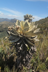 Espeletia barclayana