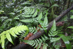 Arachniodes pseudoaristata