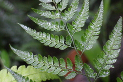 Arachniodes pseudoaristata