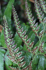 Arachniodes pseudoaristata