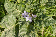 Mandragora autumnalis