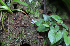 Viola shinchikuensis