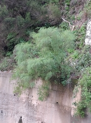 Genista tenera