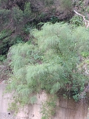Genista tenera