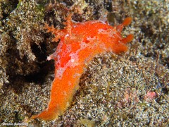 Plocamopherus maderae