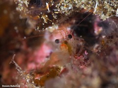 Eualus occultus