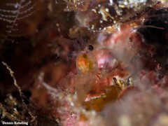 Eualus occultus