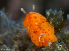 Geitodoris bacalladoi