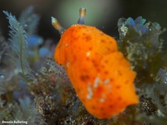 Geitodoris bacalladoi