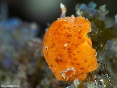 Geitodoris bacalladoi