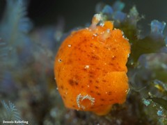 Geitodoris bacalladoi