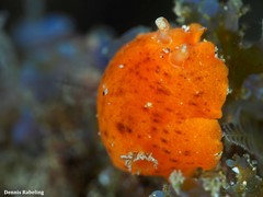 Geitodoris bacalladoi