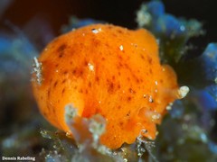 Geitodoris bacalladoi