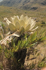 Espeletia barclayana