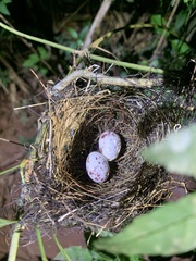 Thamnophilus amazonicus