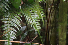 Pteris amoena