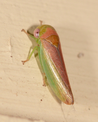 Trocnadini