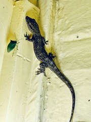 Aristelliger praesignis