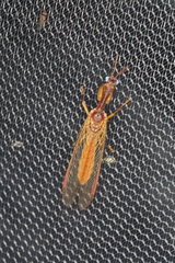 Campion tenuistrigus