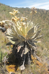 Espeletia barclayana