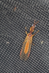 Campion tenuistrigus