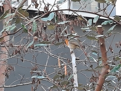 Erithacus rubecula