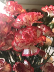 Dianthus caryophyllus