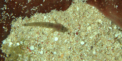 Coryphopterus