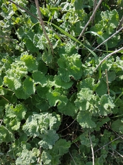 Pseudodictamnus undulatus