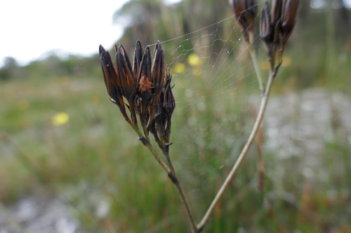 Image of Haemodorum planifolium by (c) Gary Williams, some rights reserved (CC BY-SA)