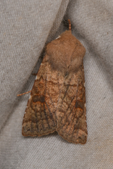 Orthosia ferrigera