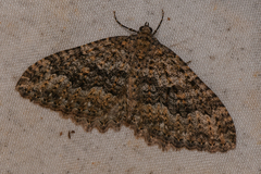 Triphosa californiata