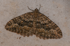 Triphosa californiata