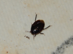 Macroscytus reflexus