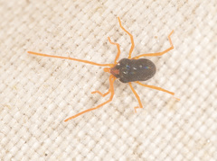 Eriorhynchus