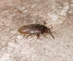 Aulonothroscus elongatus
