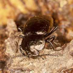 Adelium abbreviatum