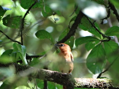 Pachyramphus