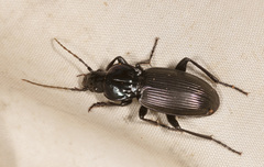 Rhabdotus floridus