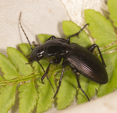 Rhabdotus floridus