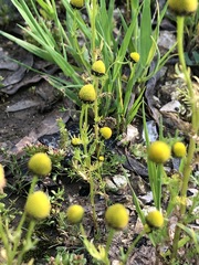 Aaronsohnia factorovskyi