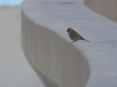 Haemorhous mexicanus