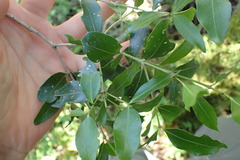 Pleurostylia capensis