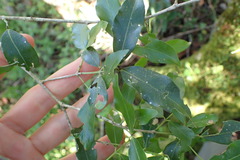 Pleurostylia capensis