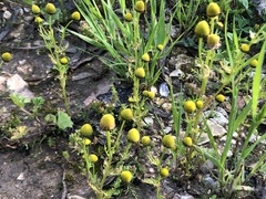 Aaronsohnia factorovskyi