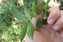 Pleurostylia capensis